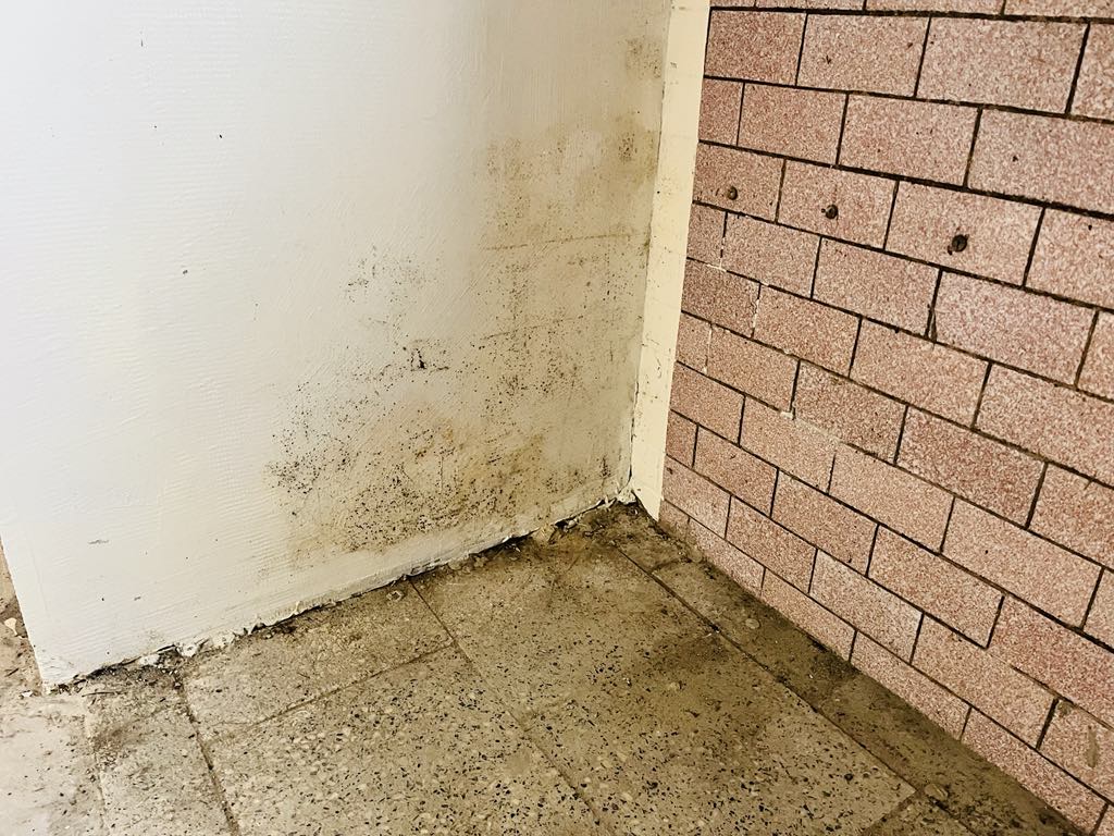 Ciepły kąt dla Celestyniaków – Pomóż nam stworzyć bezpieczne miejsce dla szczeniąt i psich staruszków! 6 9ff2e54d 8351 457f bd44 012e4af81145