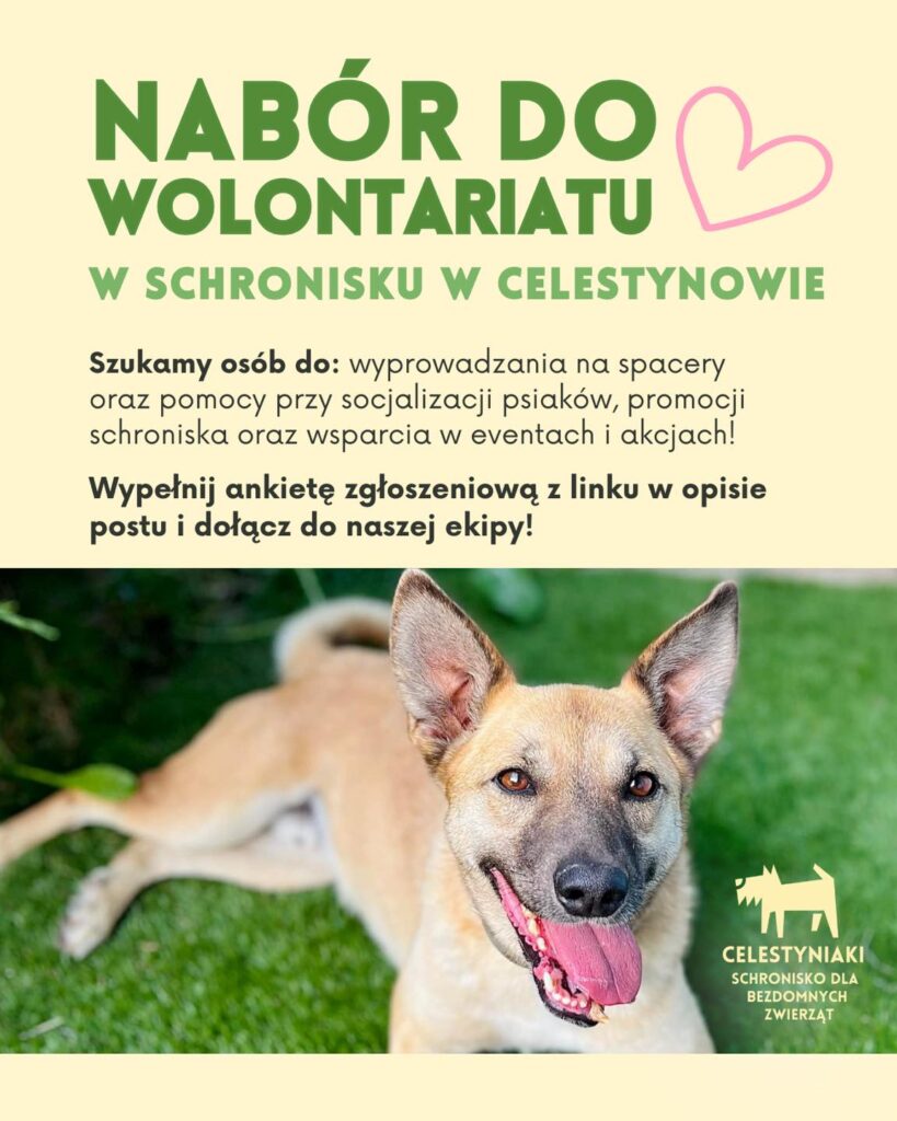 ZOSTAŃ WOLONTARIUSZEM W SCHRONISKU W CELESTYNOWIE 1 495304164 720586577206231 3181141606239341977 n