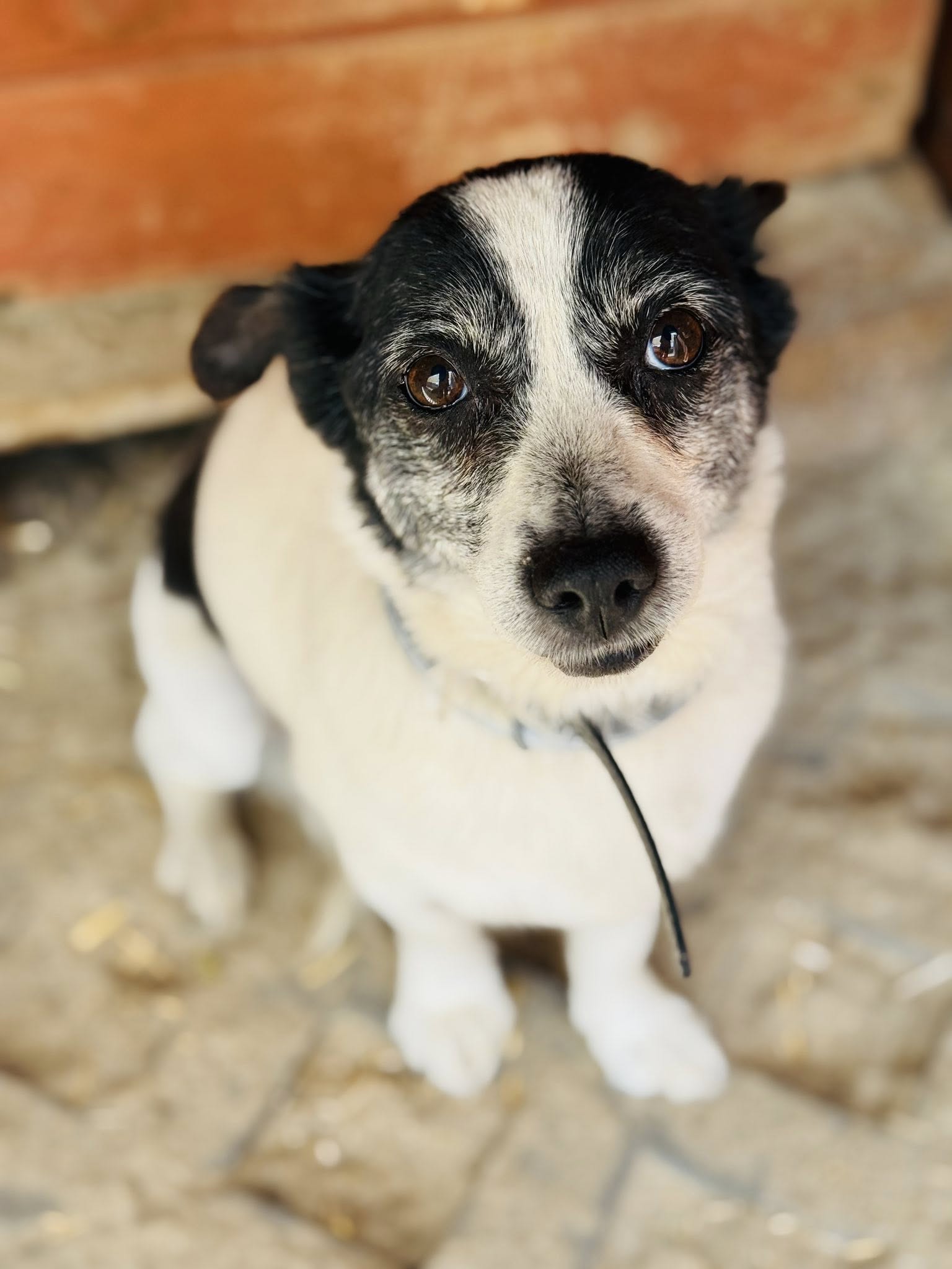 Sugar 4 513035878 753758303889058 4709217637566754544 n