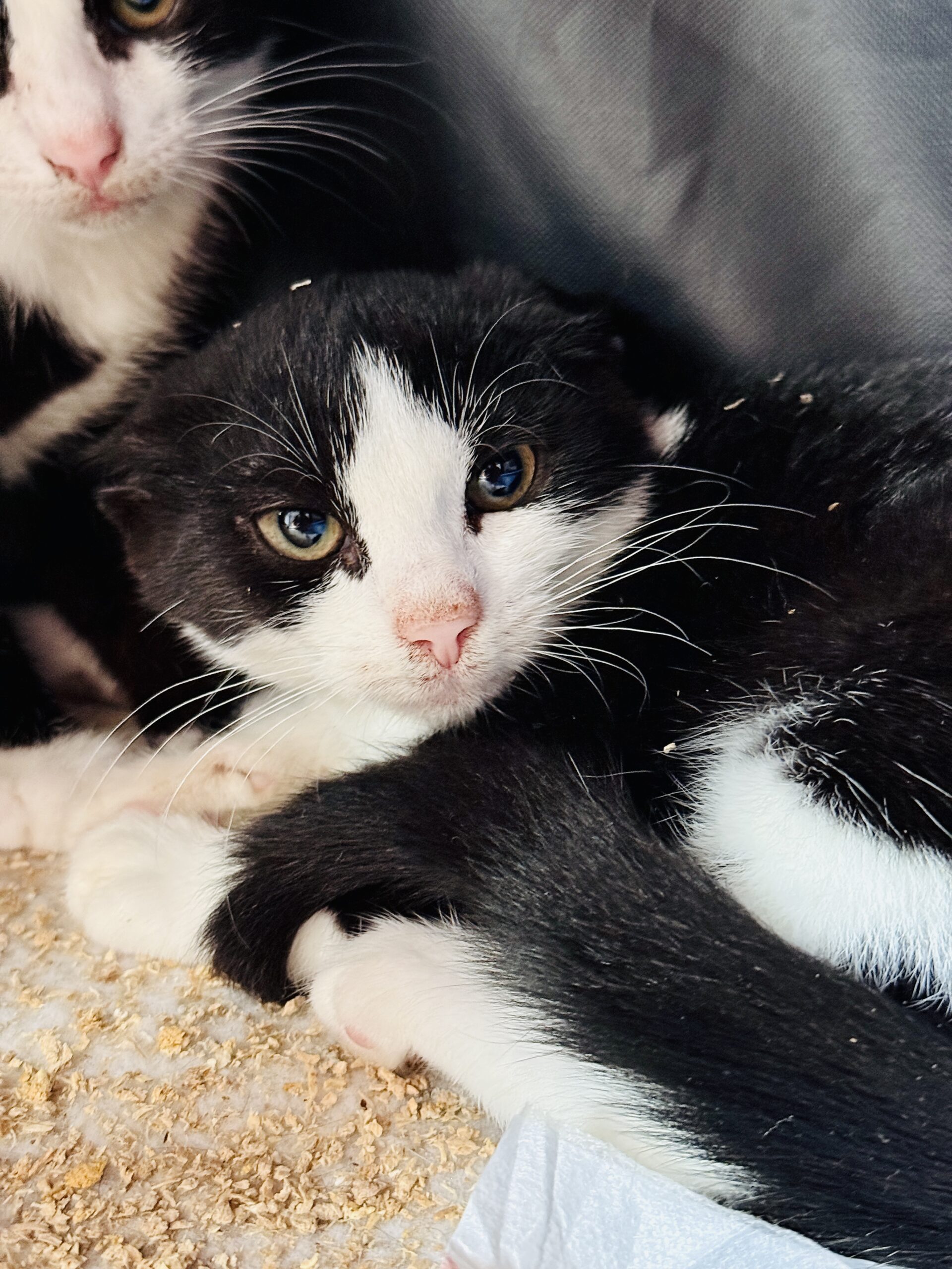 Drakula 4 IMG 1549 scaled