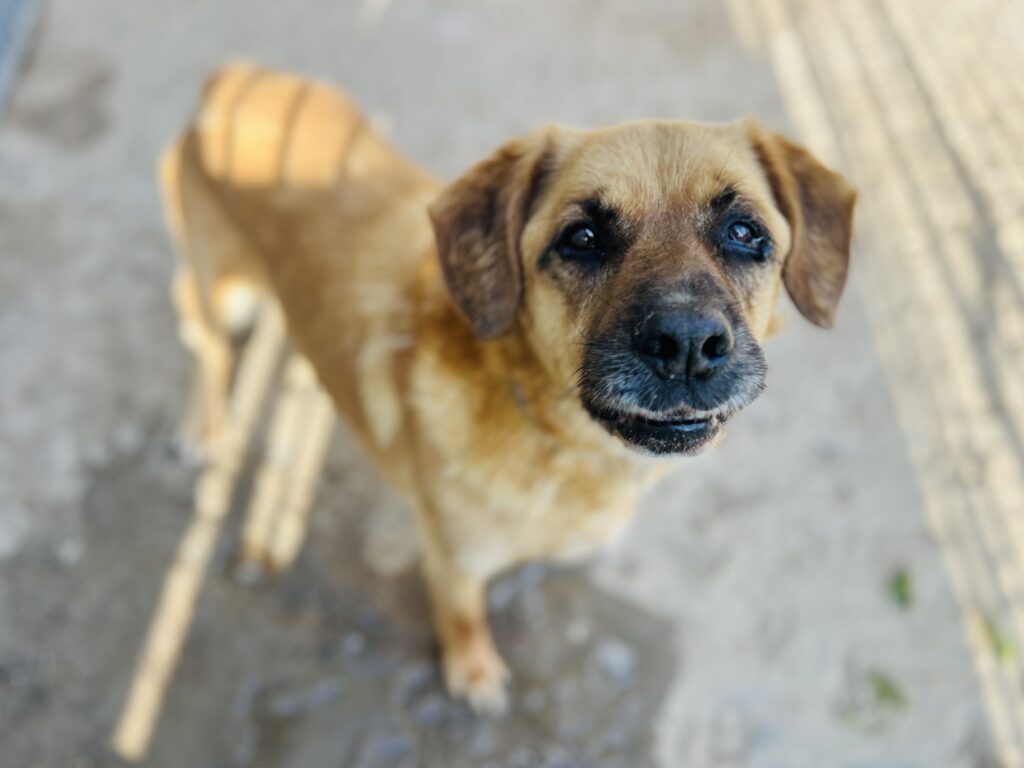 Zetka i Bruno chcą żyć bez bólu! Wpłać swoją cegiełkę… 2 IMG 2989