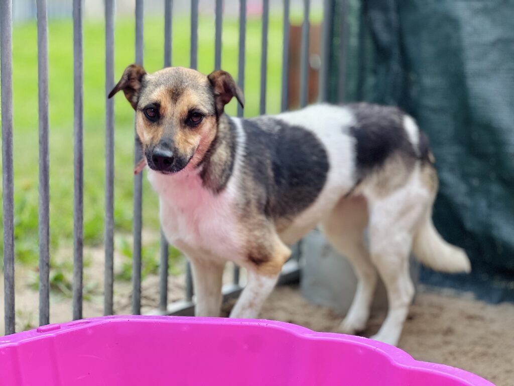 Zetka i Bruno chcą żyć bez bólu! Wpłać swoją cegiełkę… 1 IMG 3052