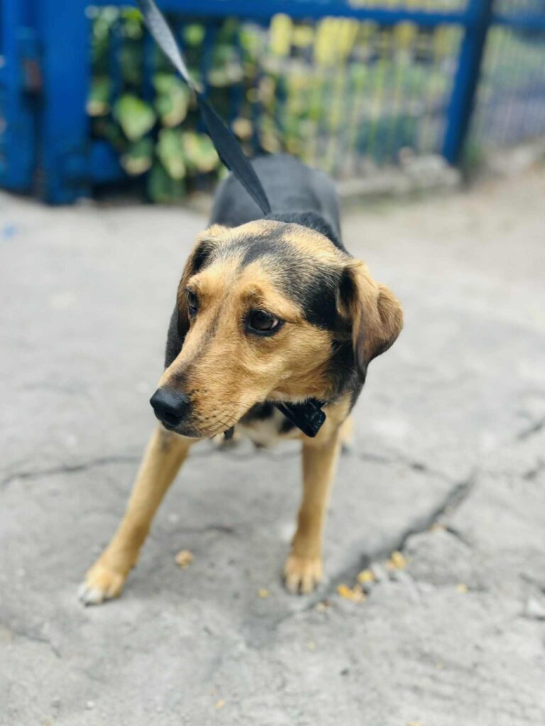 202/25 Suczka czarna podpalana UG Karczew 1 ioNft GY