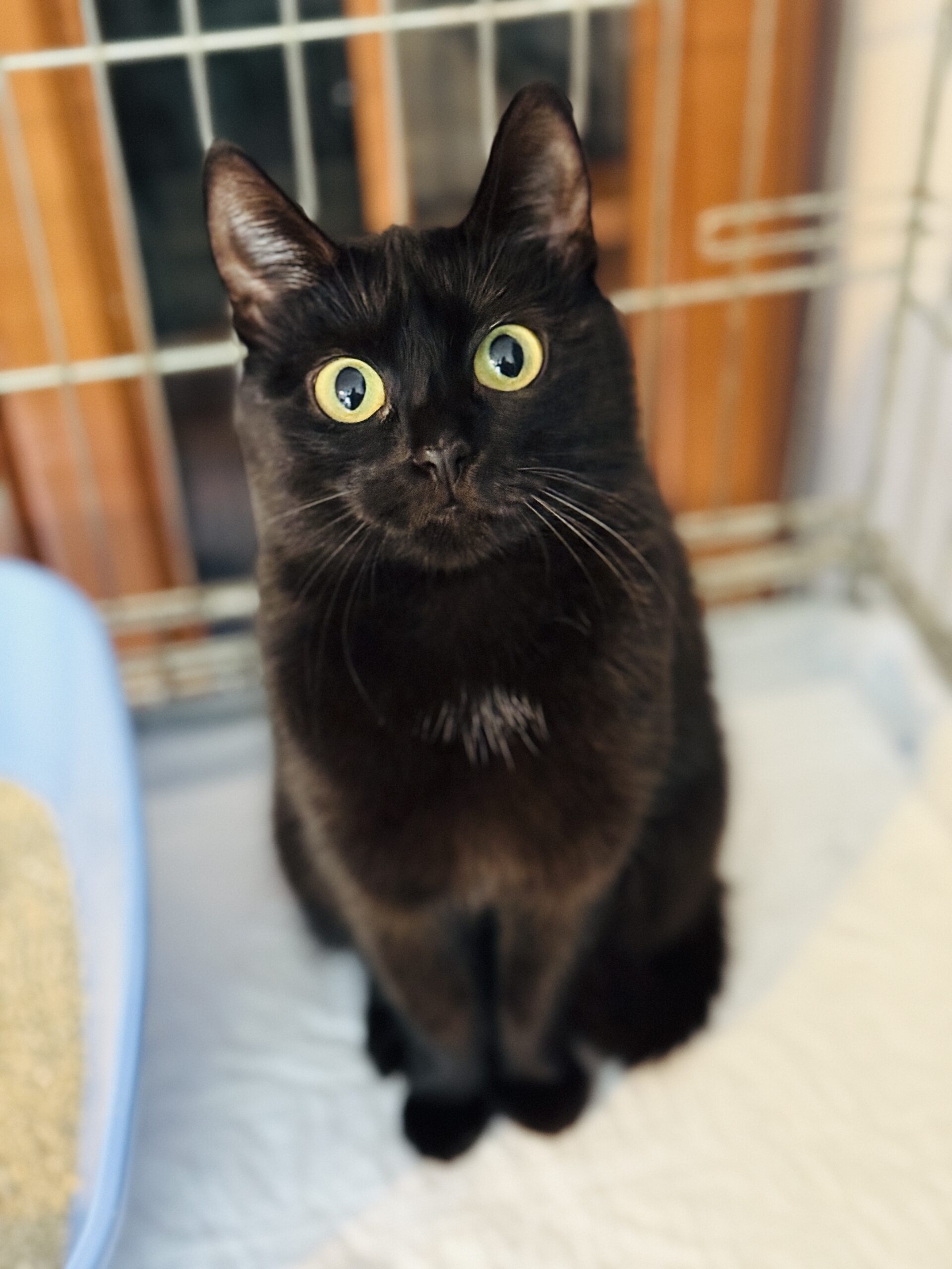 Aura (FeLV+) 2 IMG 9767 scaled