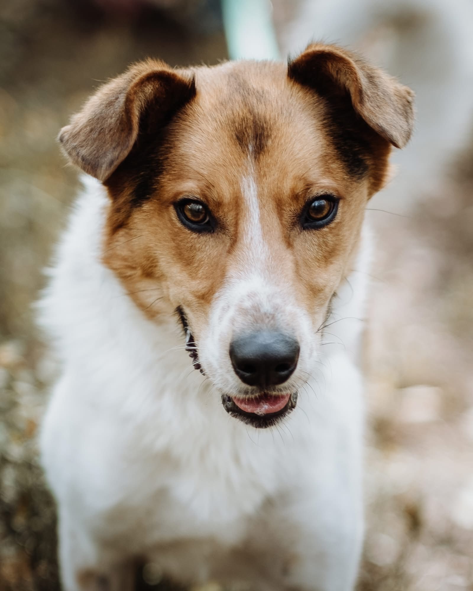 Voyager 2 584288107 876281471636740 5967441806502204335 n