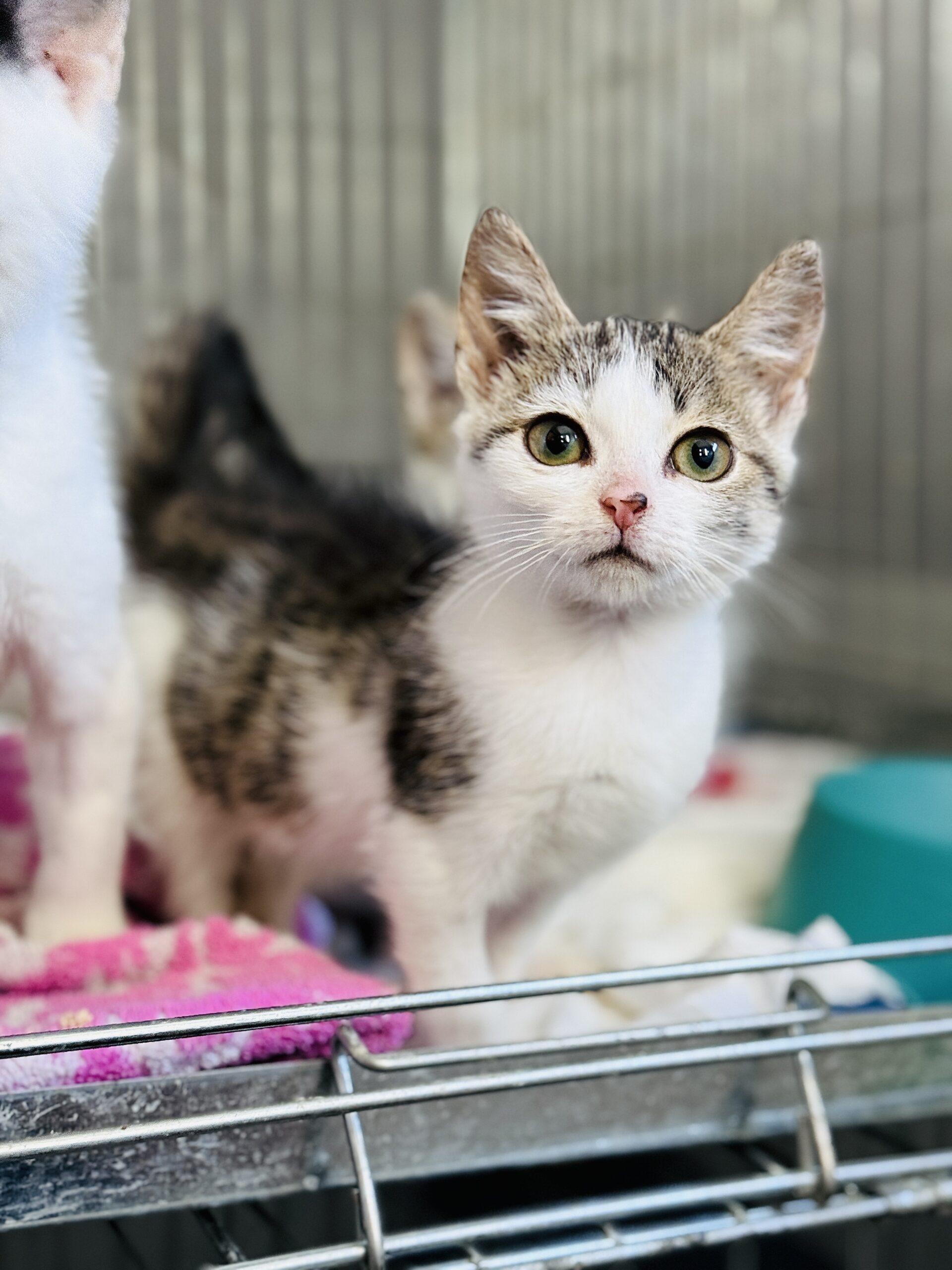 Bobcia 2 IMG 0404 scaled