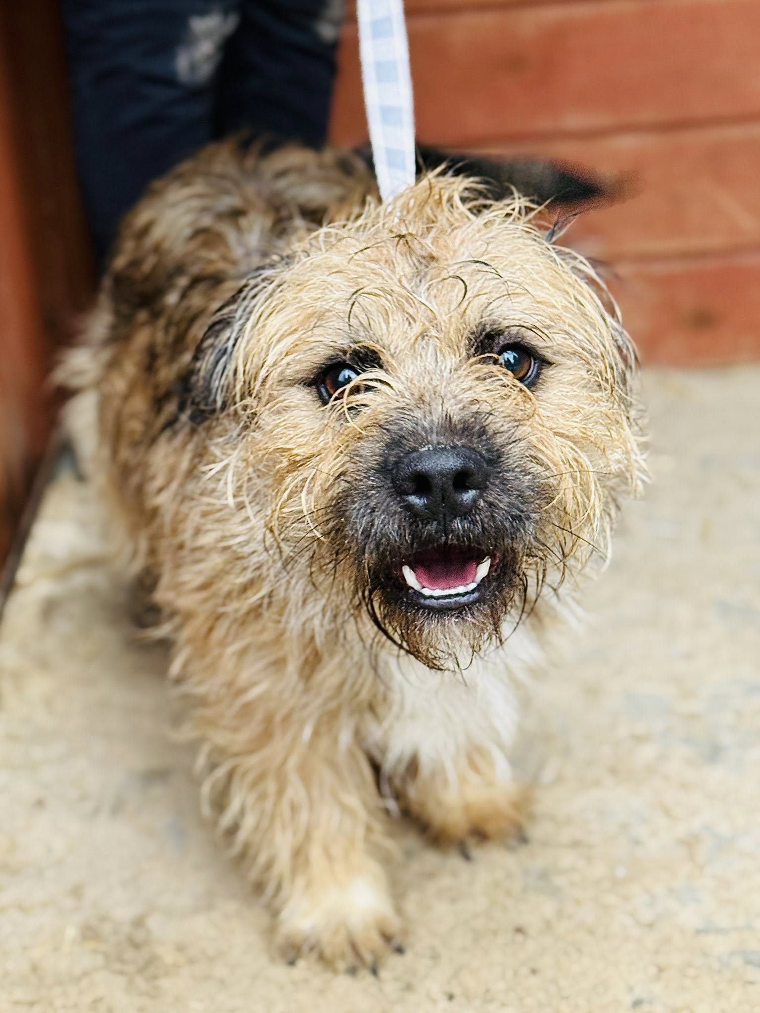 Włochacz 1 572116615 859994493265438 7822605247606599196 n