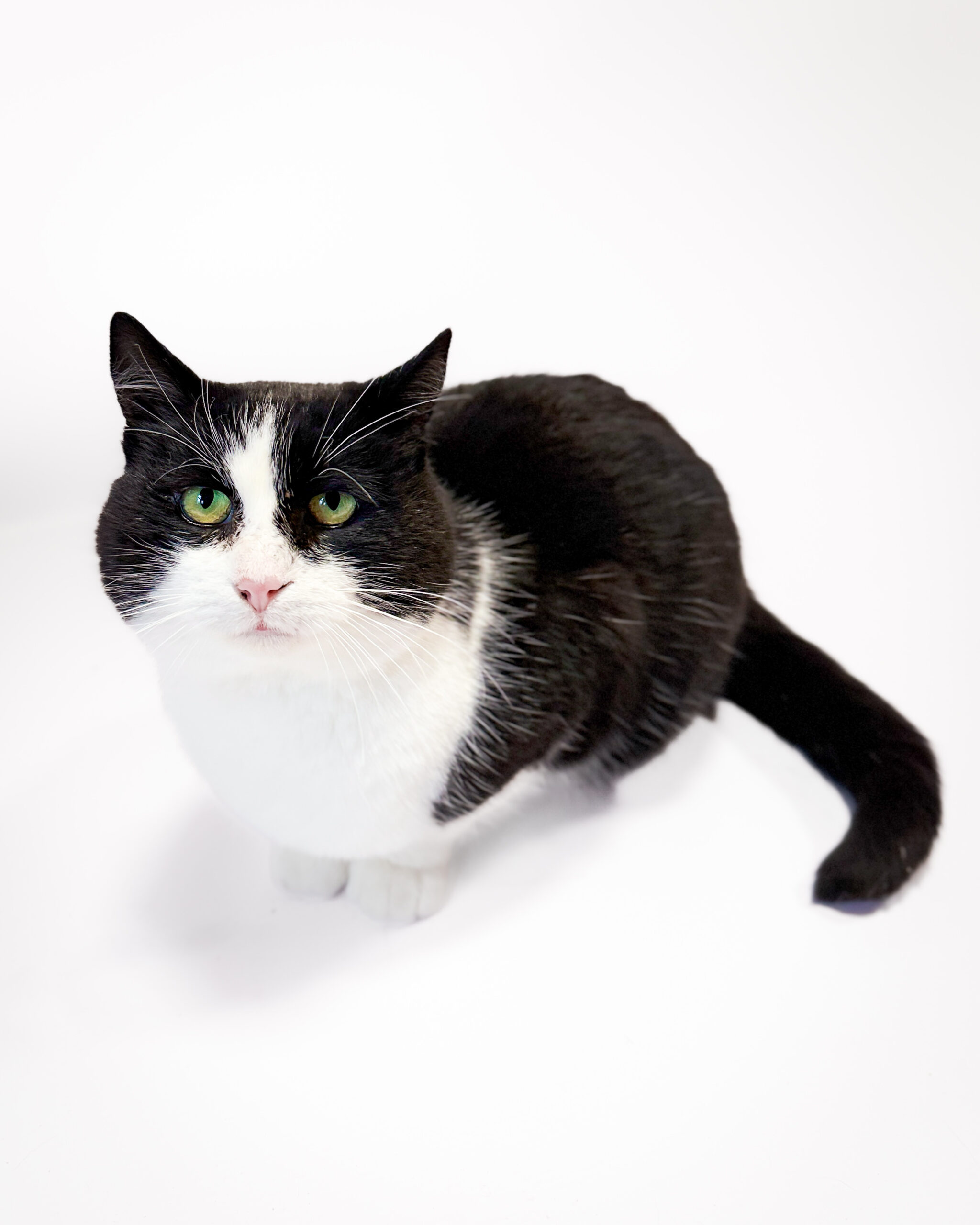 Szop 3 IMG 3252 scaled