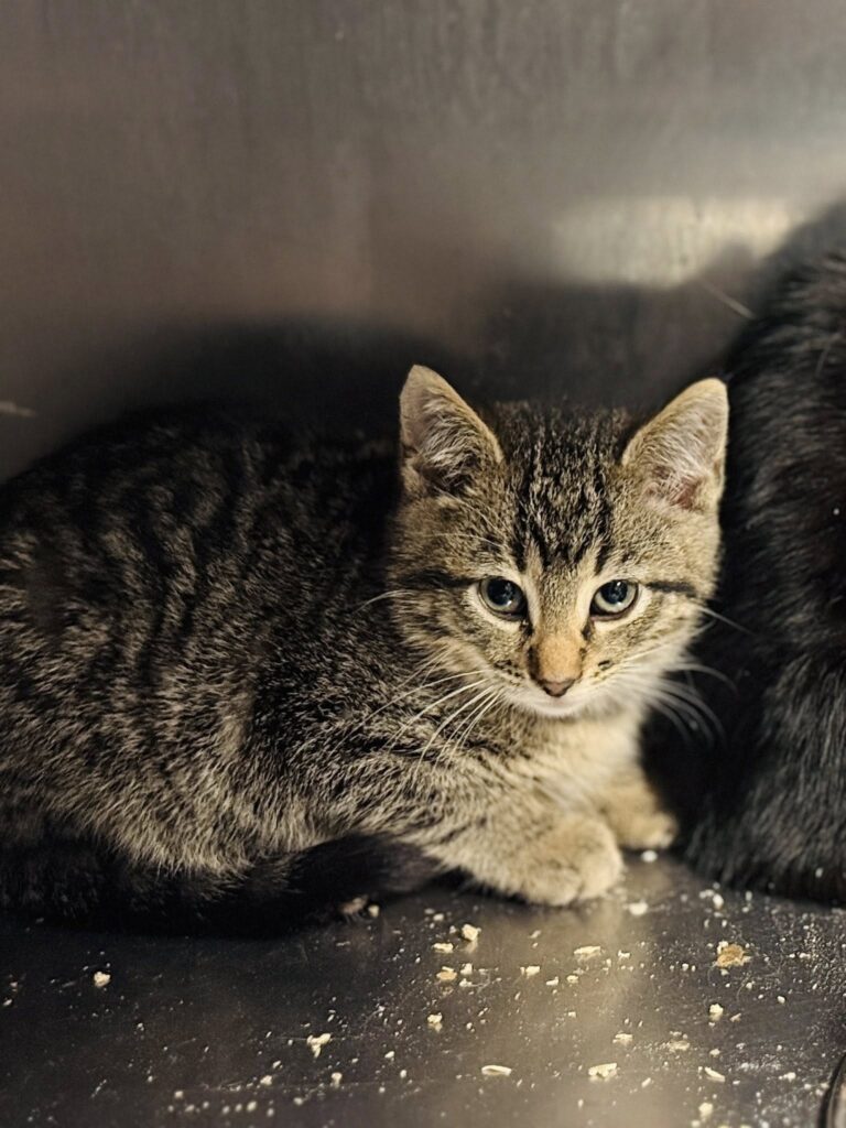 591586297 885617664036454 2602683894973719227 n