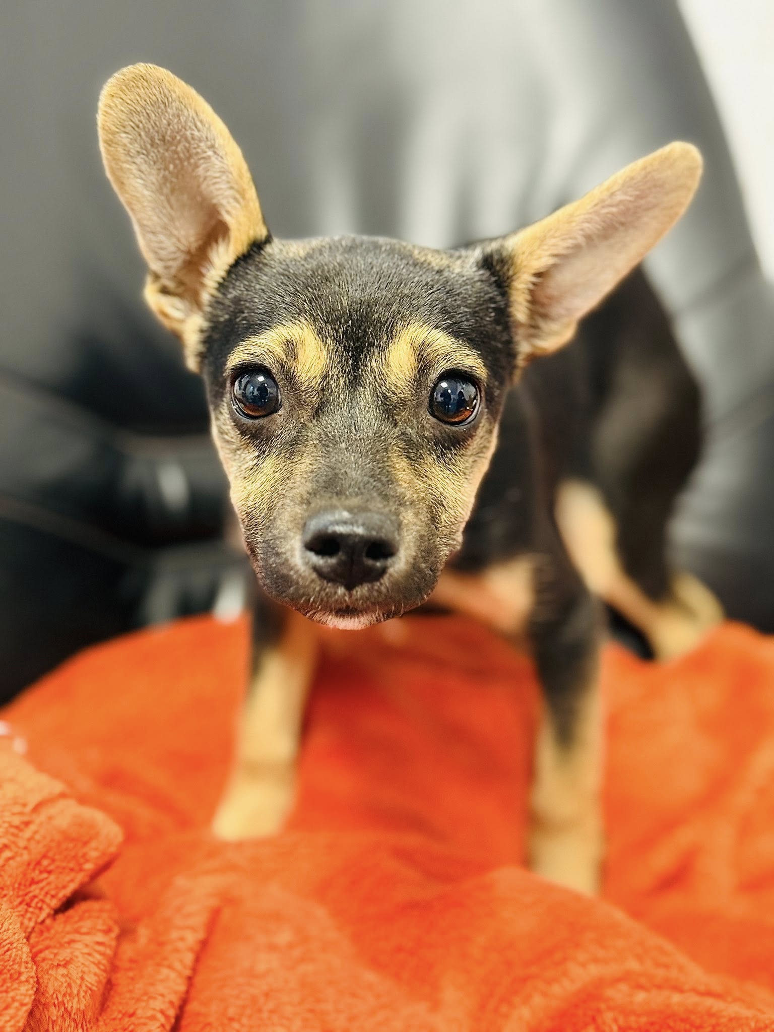 Bulik 1 603784786 903866085544945 9113960697148350594 n