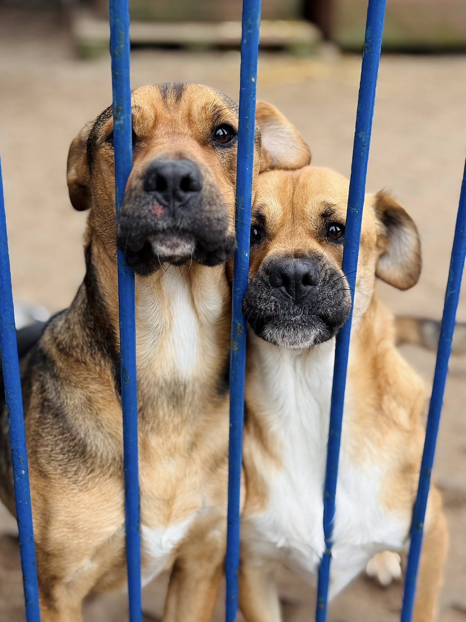 586607868 25079366171724536 3686438787468217594 n