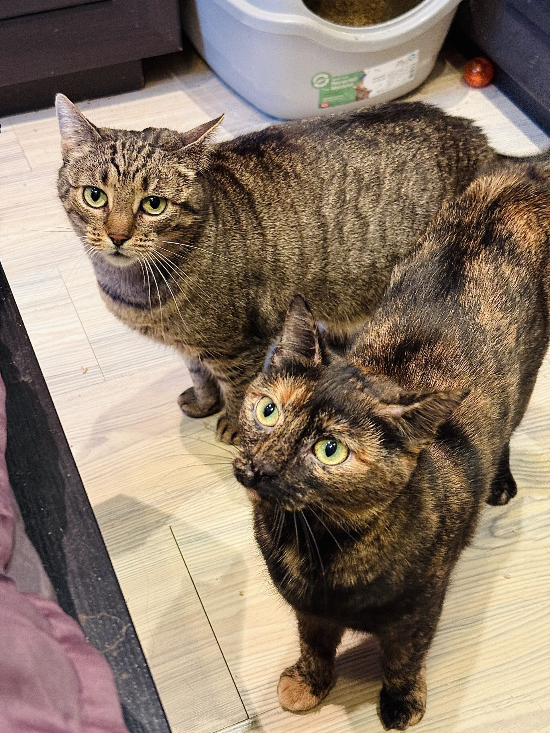 Perliczka i Pacynka ❤️ duet 3 IMG 8572 scaled