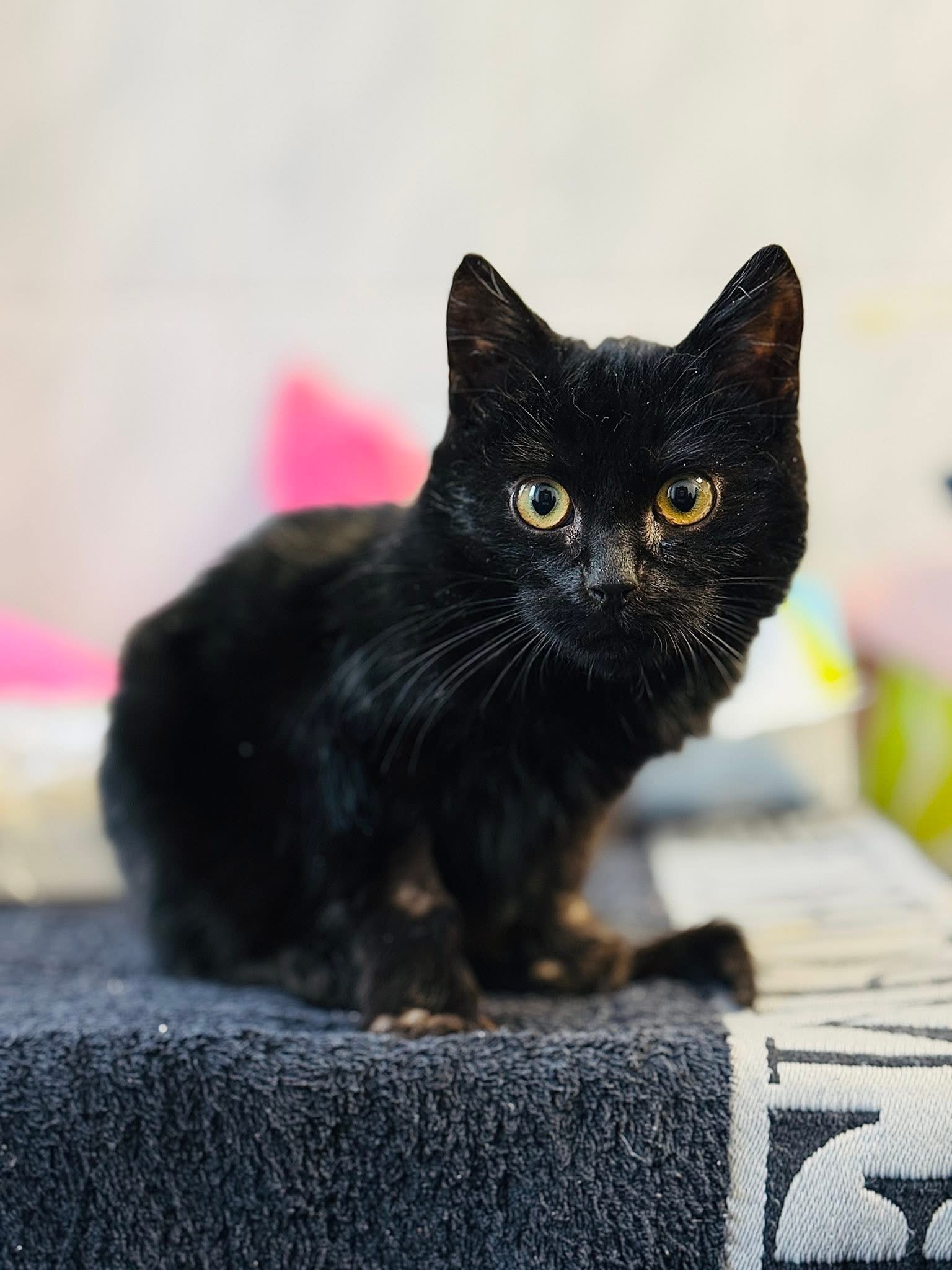 Krasnalek 2 IMG 8817