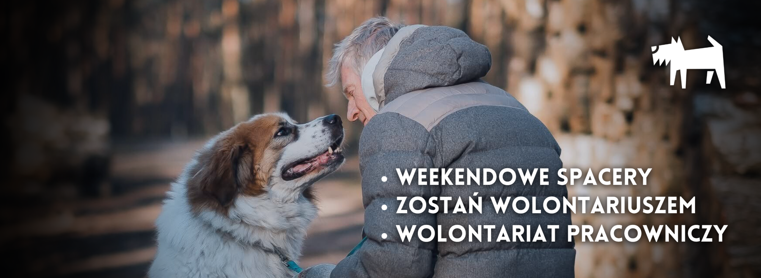 tlo wolontariaty scaled