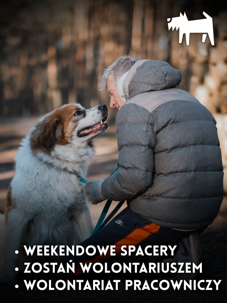 tlo wolontariaty mobile