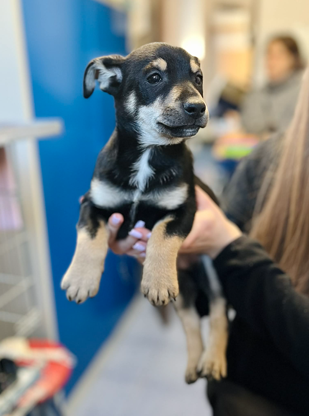 Zrzut ekranu 2026 03 09 131501